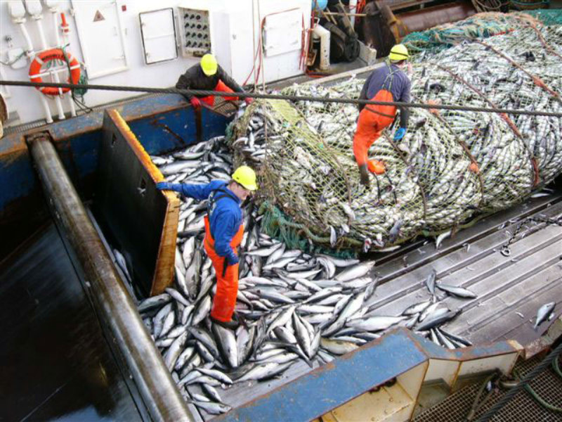 Shetland 3